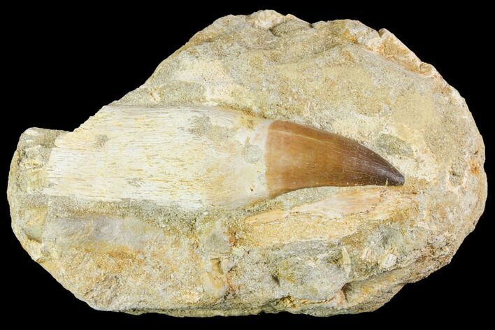 Rooted Mosasaur (Prognathodon) Tooth - Morocco #150162
